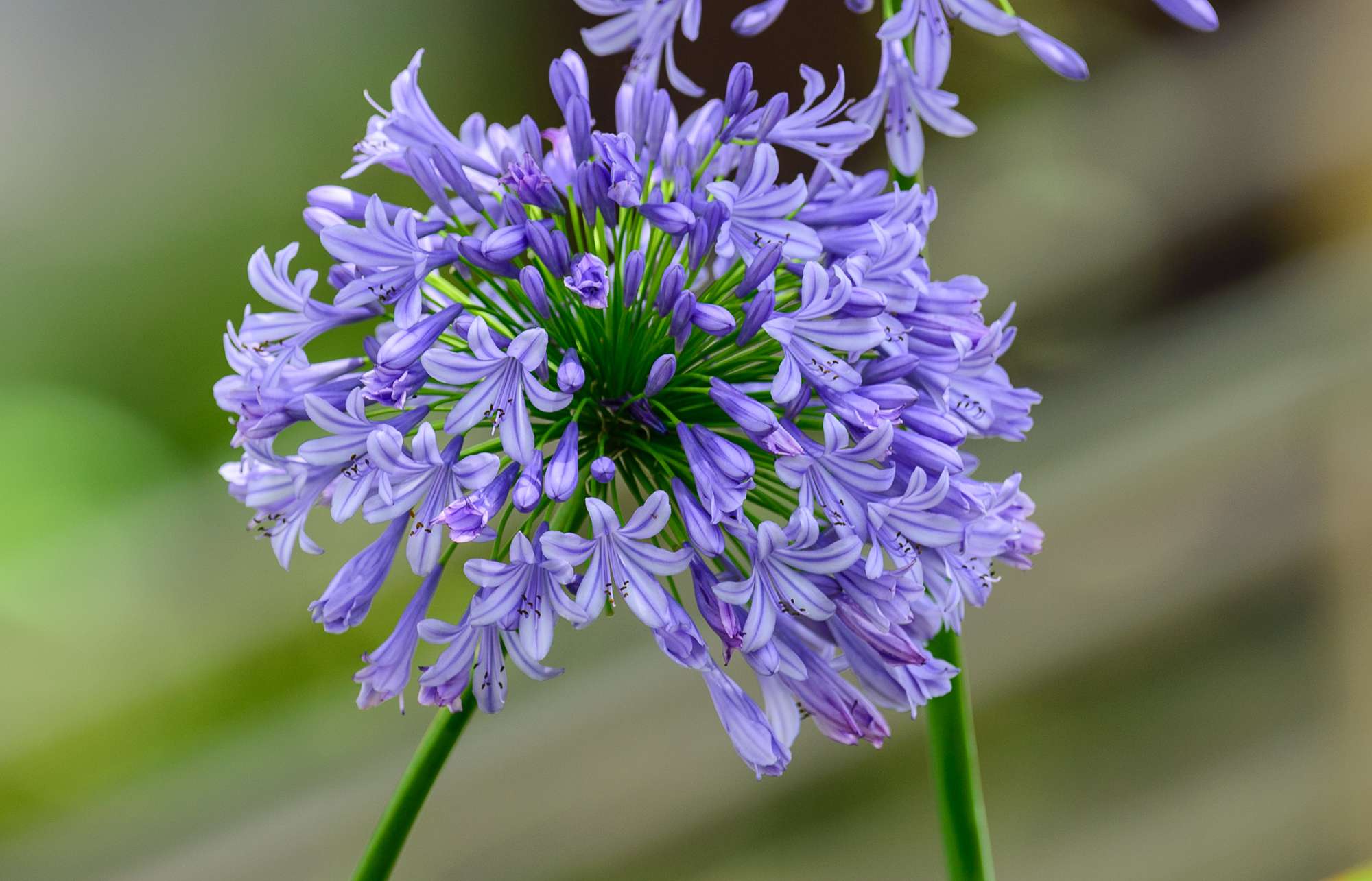 Skärmlilja 'Africanus'